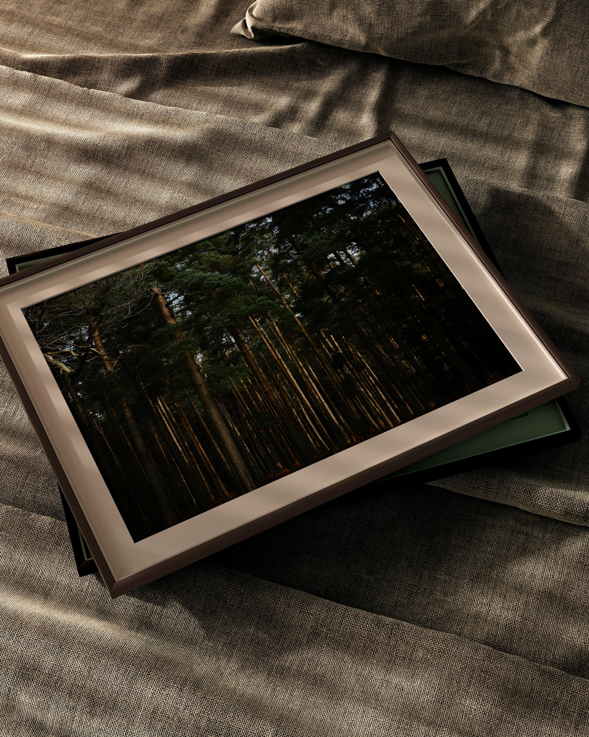 Elder Forest - Explura