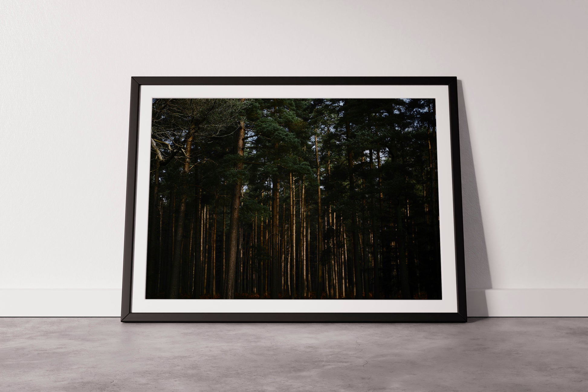 Elder Forest - Explura