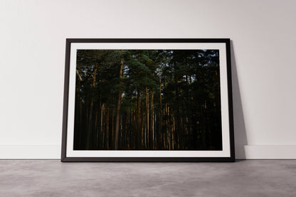 Elder Forest - Explura