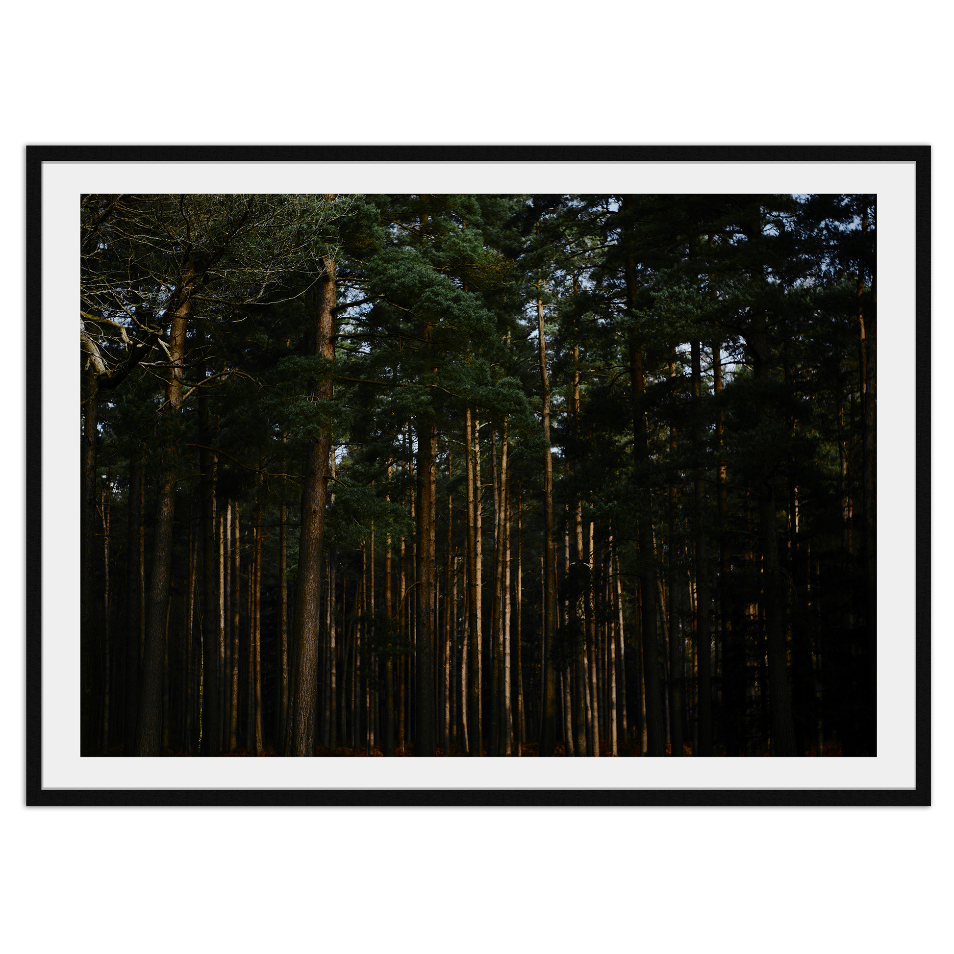Elder Forest - Explura