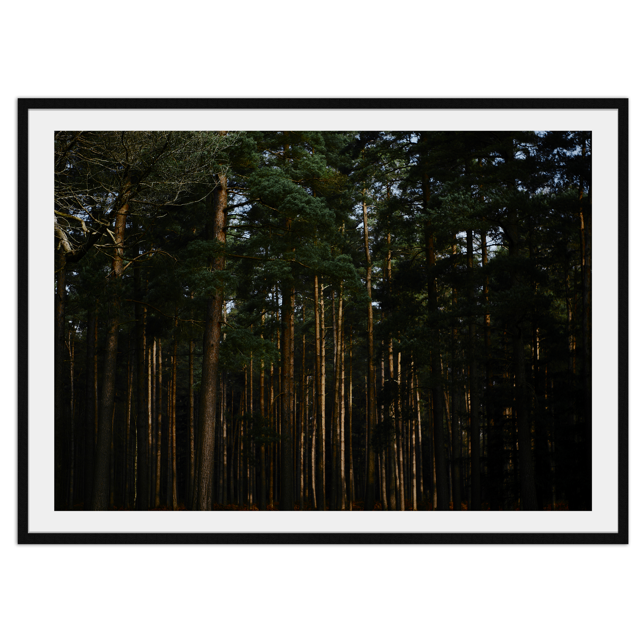 Elder Forest - Explura