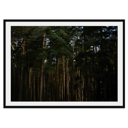 Elder Forest - Explura