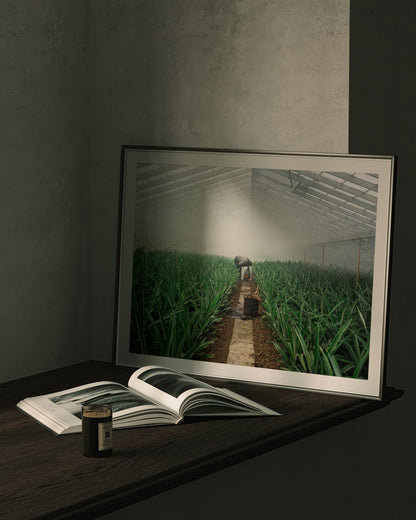 Pineapple Farmer uses smoke to grow crop in his greenhouse, green leaves sprout up semetrically - Large Photography Print calming art - Explura.co