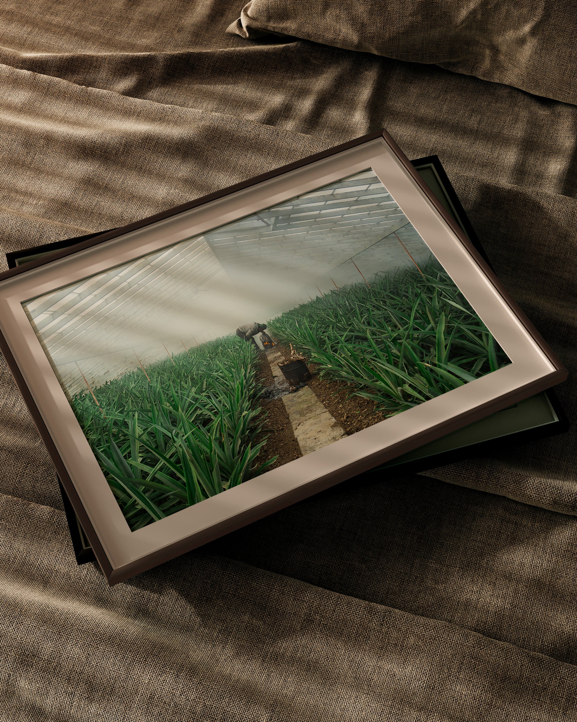 Pineapple Farmer uses smoke to grow crop in his greenhouse, green leaves sprout up semetrically - Large Photography Print calming art - Explura.co