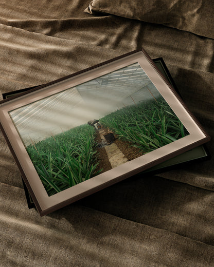 Pineapple Farmer uses smoke to grow crop in his greenhouse, green leaves sprout up semetrically - Large Photography Print calming art - Explura.co