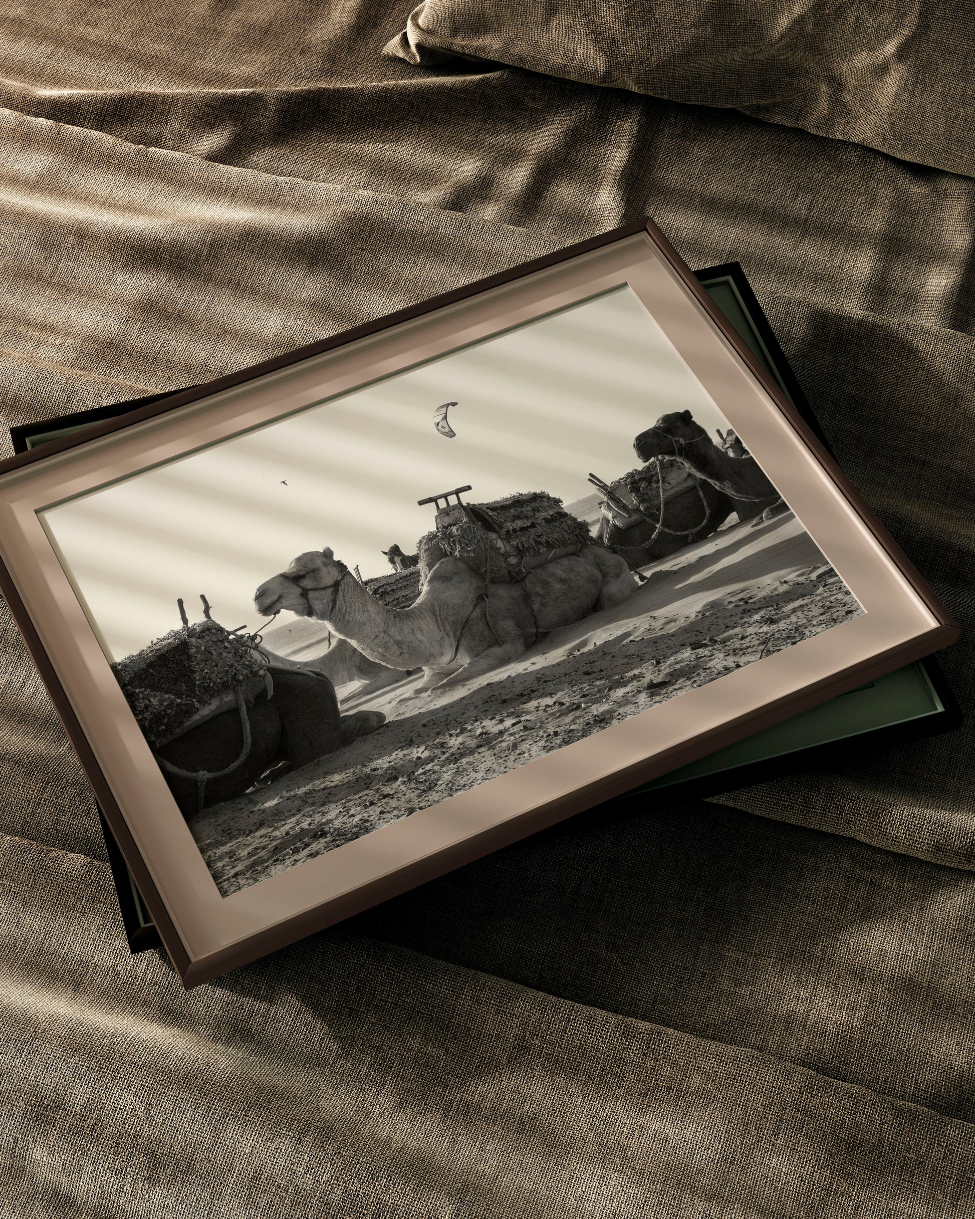 The Camel - Explura