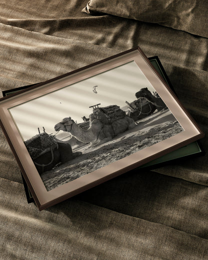 The Camel - Explura
