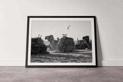 The Camel - Explura