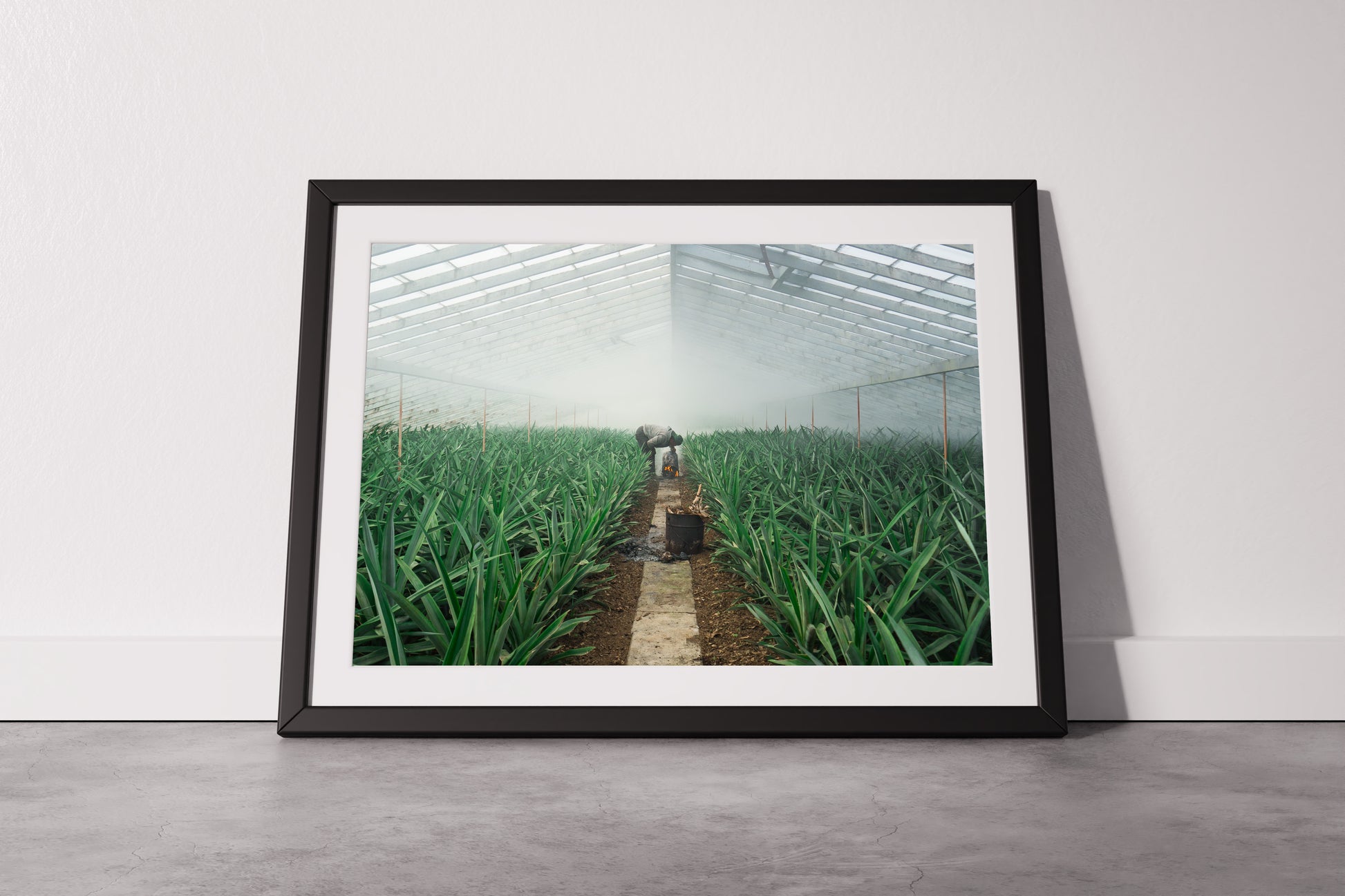 Pineapple Farmer uses smoke to grow crop in his greenhouse, green leaves sprout up semetrically - Large Photography Print calming art - Explura.co