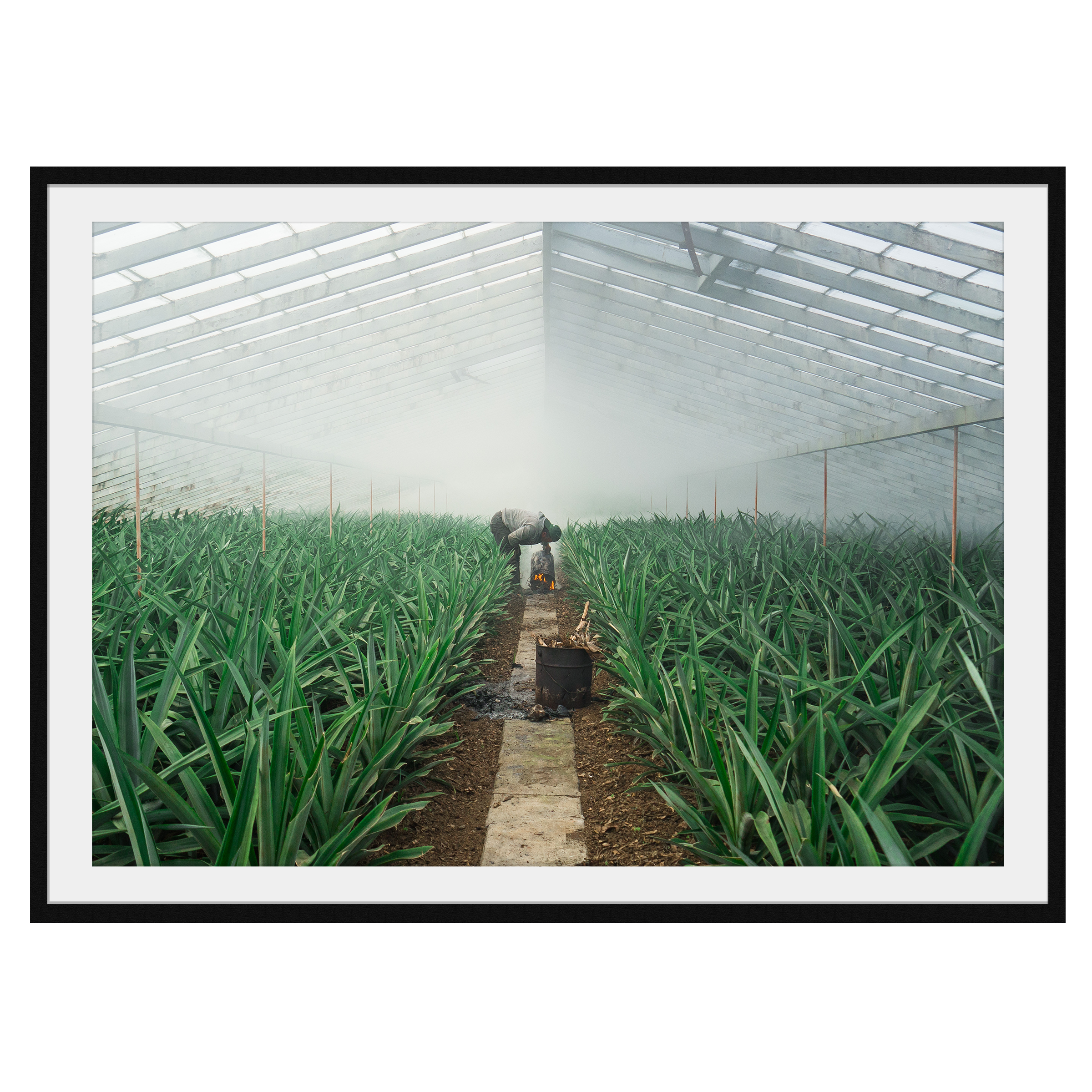 Pineapple Farmer uses smoke to grow crop in his greenhouse, green leaves sprout up semetrically - Large Photography Print calming art - Explura.co