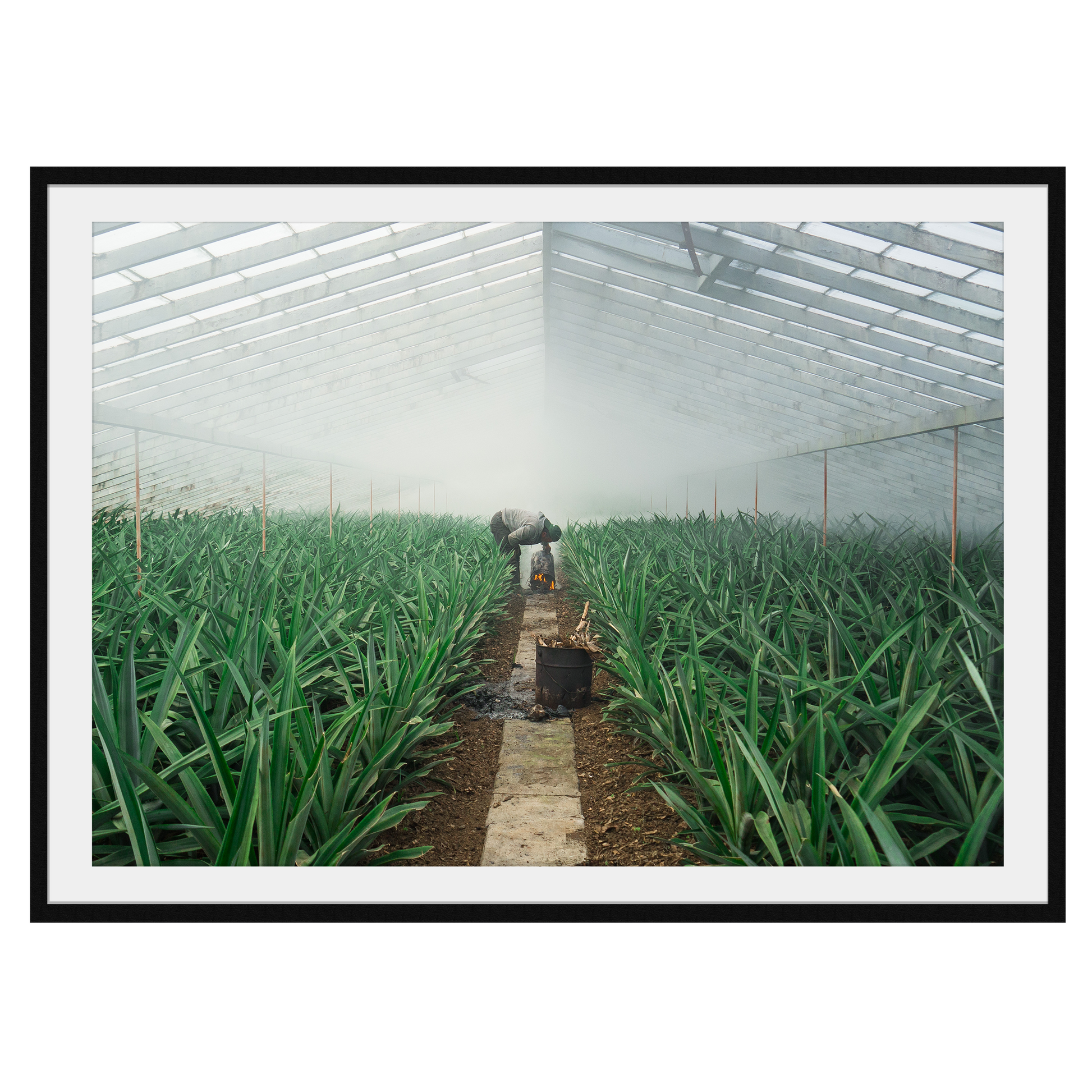 Pineapple Farmer uses smoke to grow crop in his greenhouse, green leaves sprout up semetrically - Large Photography Print calming art - Explura.co