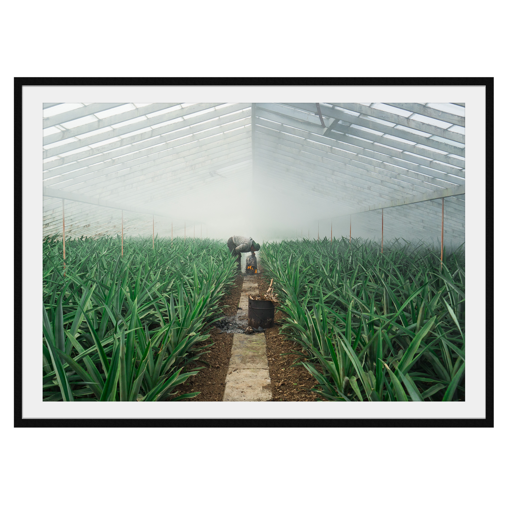 Pineapple Farmer uses smoke to grow crop in his greenhouse, green leaves sprout up semetrically - Large Photography Print calming art - Explura.co