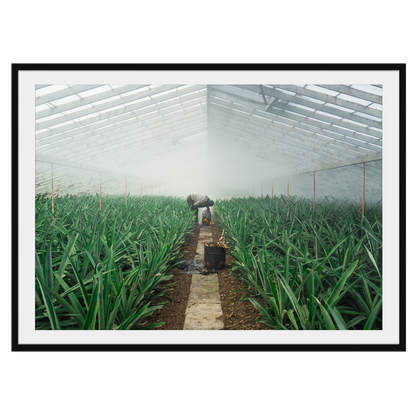 Pineapple Farmer uses smoke to grow crop in his greenhouse, green leaves sprout up semetrically - Large Photography Print calming art - Explura.co