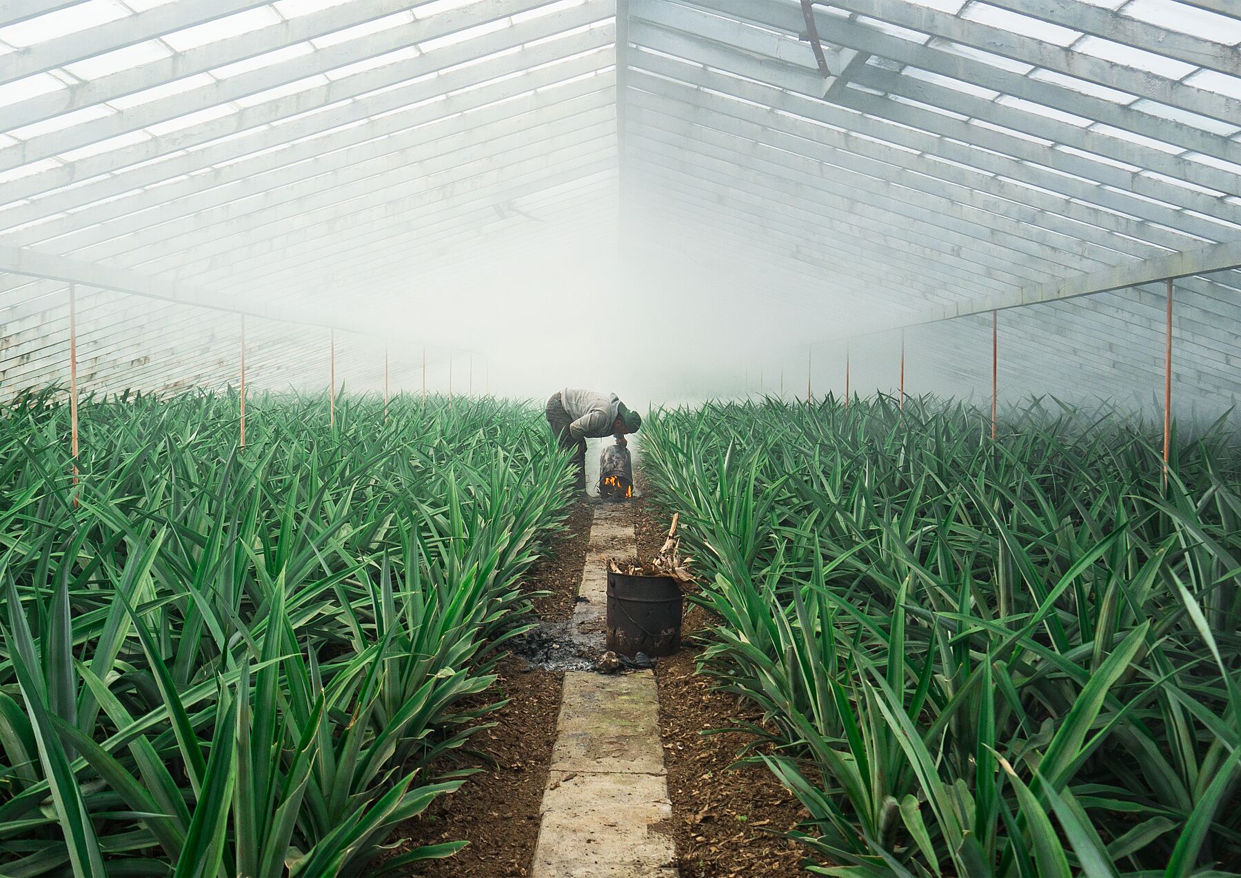 Pineapple Farmer uses smoke to grow crop in his greenhouse, green leaves sprout up semetrically - Large Photography Print calming art - Explura.co