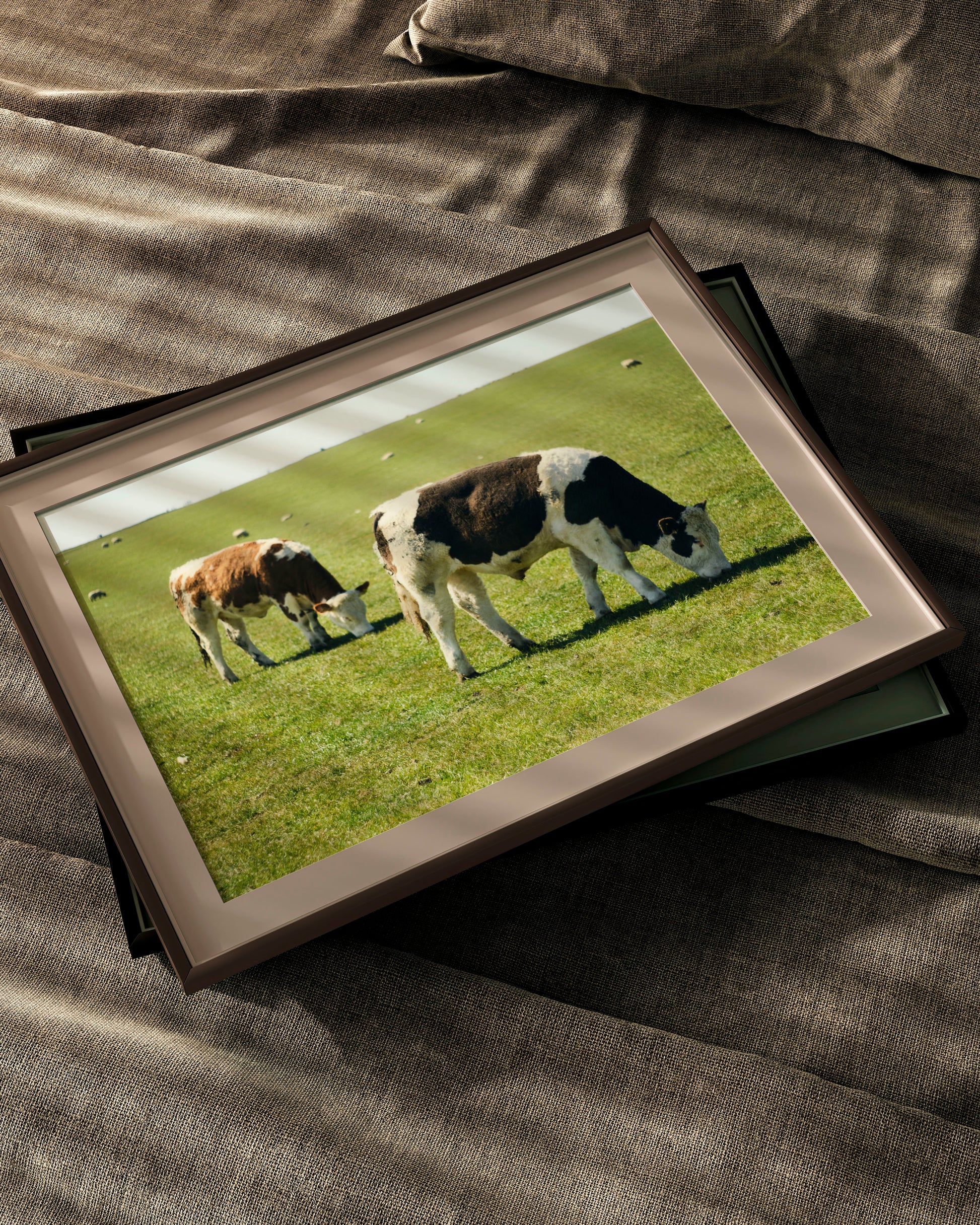 Two Cows - Explura