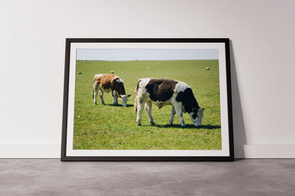 Two Cows - Explura